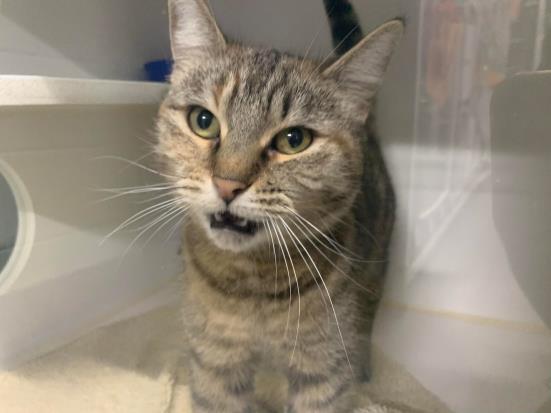 CALIPSO, an adoptable Domestic Short Hair in Saskatoon, SK, S7K 3S9 | Photo Image 1