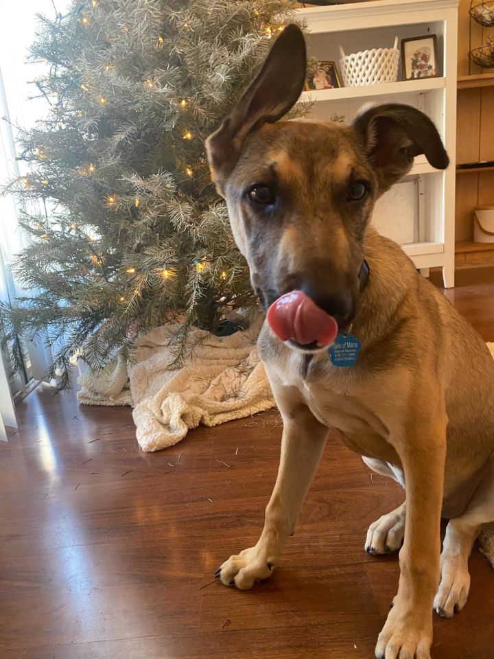 Linus, an adoptable German Shepherd Dog Mix in San Diego, CA_image-4