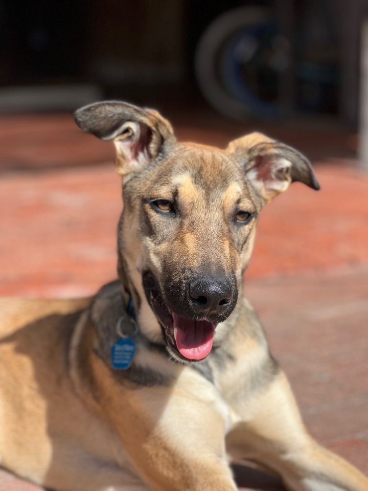 Linus, an adoptable German Shepherd Dog Mix in San Diego, CA_image-1