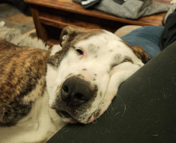 Arya, an adoptable American Staffordshire Terrier Mix in Manhattan, KS_image-3