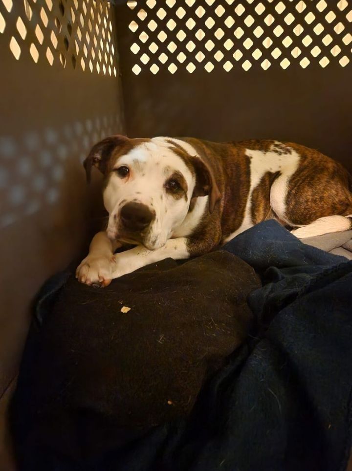 Arya, an adoptable American Staffordshire Terrier Mix in Manhattan, KS_image-4