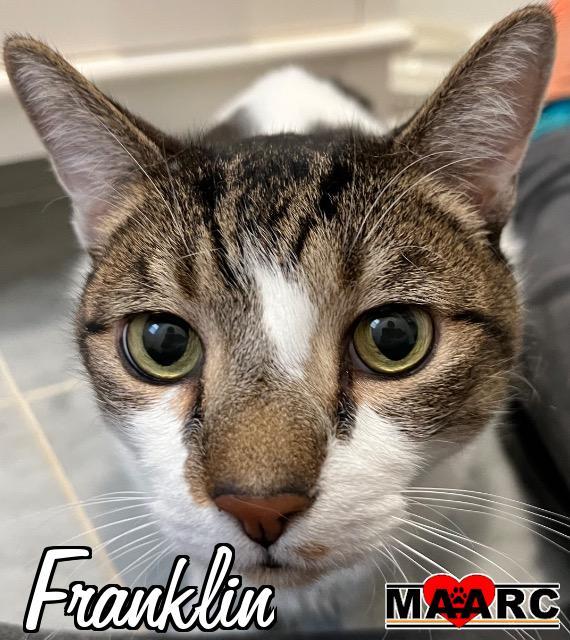 Franklin, an adoptable Domestic Short Hair in Maryville, TN_image-2