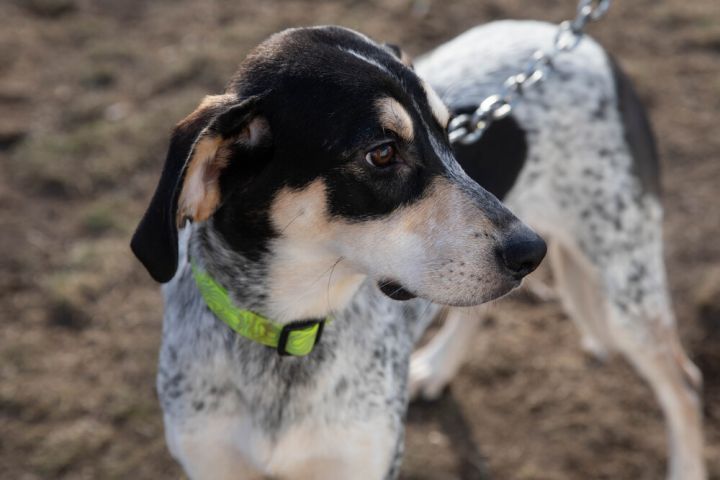 Thelma, an adoptable Bluetick Coonhound Mix in South Bend, IN_image-1