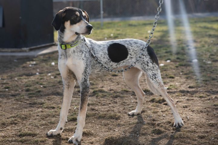 Thelma, an adoptable Bluetick Coonhound Mix in South Bend, IN_image-2