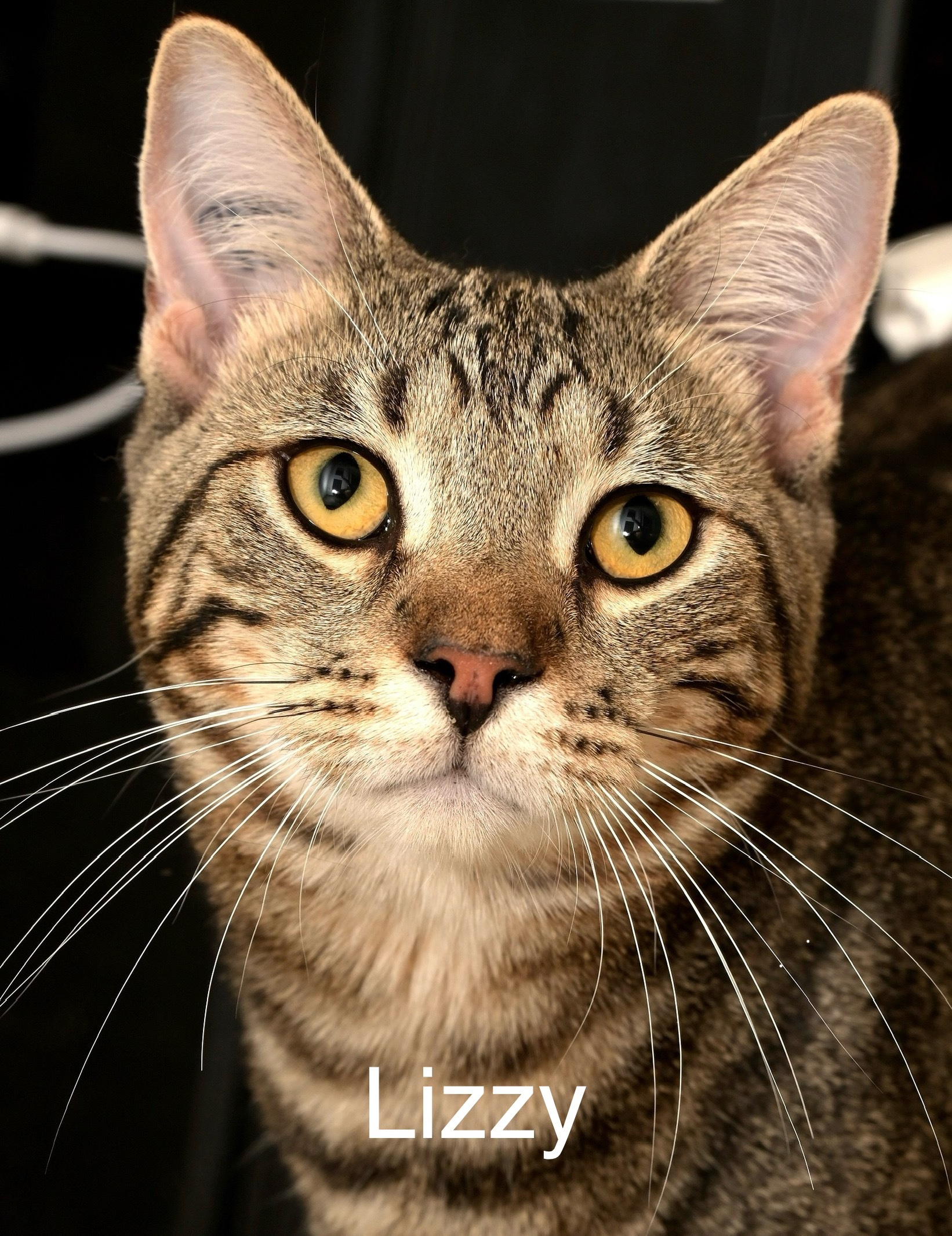 Lizzy, an adoptable Domestic Short Hair in Chilliwack, BC, V2P 6H3 | Photo Image 1