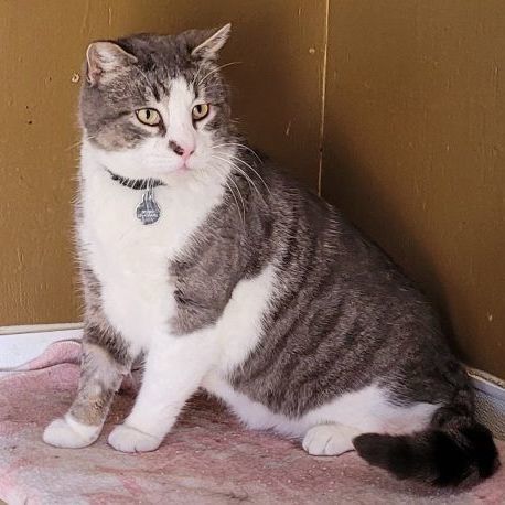 BigMan - located at Cat House on the Kings rescue 4