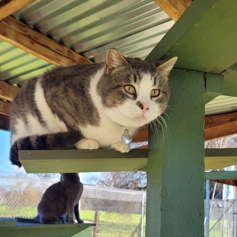 BigMan - located at Cat House on the Kings rescue 5