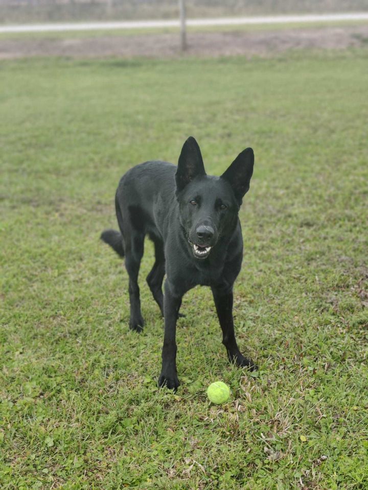 Bailey 1