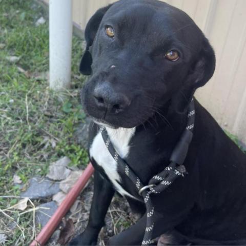Keeper, an adoptable Black Labrador Retriever Mix in Blytheville, AR_image-1