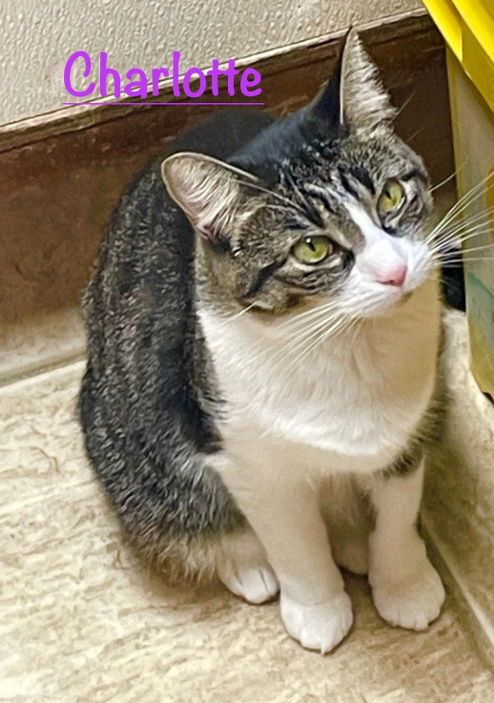 Charlotte, an adoptable Domestic Short Hair in Westfield, NY, 14787 | Photo Image 1