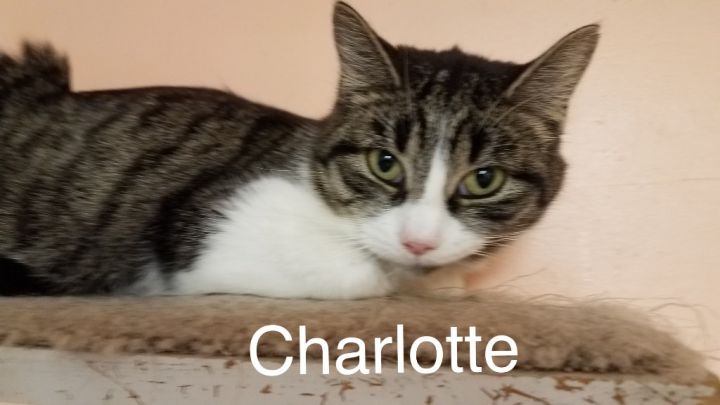 Charlotte 2