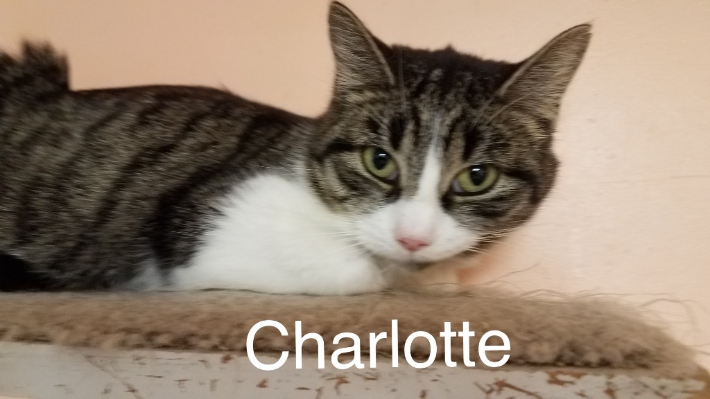 Charlotte, an adoptable Domestic Short Hair in Westfield, NY, 14787 | Photo Image 2