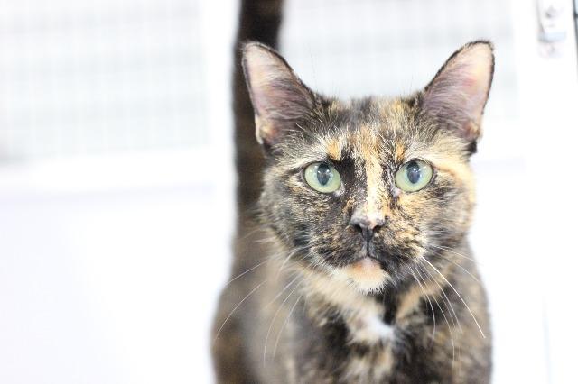 Ingrid, an adoptable Domestic Short Hair & Tortoiseshell Mix in Raleigh, NC_image-2