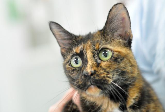 Ingrid, an adoptable Domestic Short Hair & Tortoiseshell Mix in Raleigh, NC_image-3