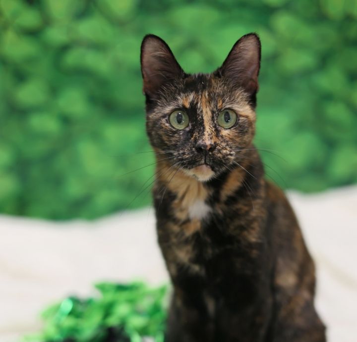 Ingrid, an adoptable Domestic Short Hair & Tortoiseshell Mix in Raleigh, NC_image-4