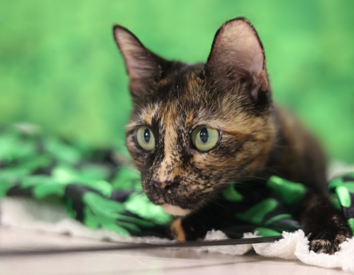 Ingrid, an adoptable Domestic Short Hair & Tortoiseshell Mix in Raleigh, NC_image-5