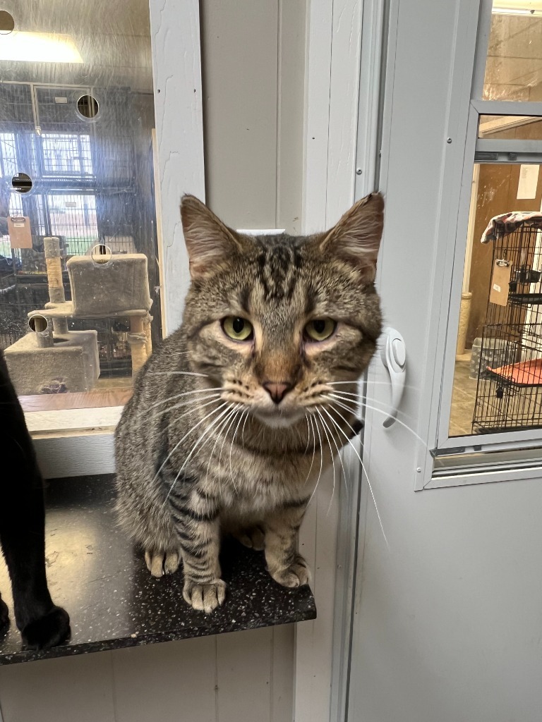 Sidney, an adoptable Domestic Short Hair in Algona, IA, 50511 | Photo Image 1