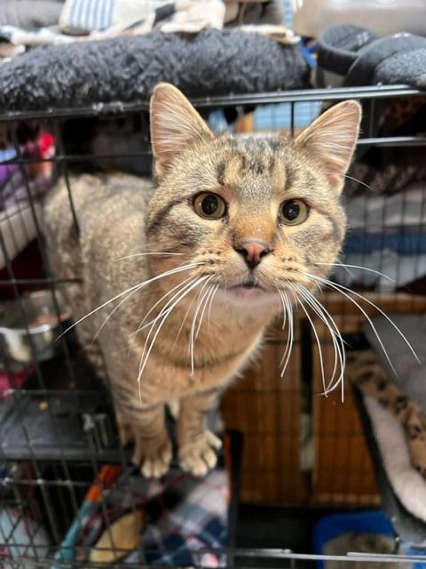 Sidney, an adoptable Domestic Short Hair in Algona, IA, 50511 | Photo Image 2