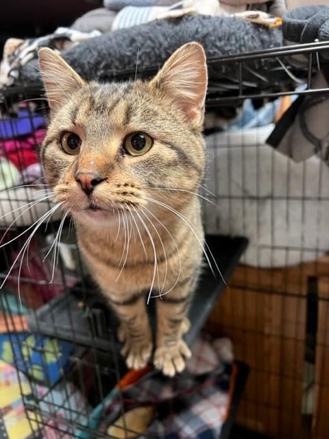 Sidney, an adoptable Domestic Short Hair in Algona, IA, 50511 | Photo Image 3