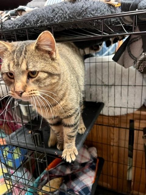 Sidney, an adoptable Domestic Short Hair in Algona, IA, 50511 | Photo Image 4