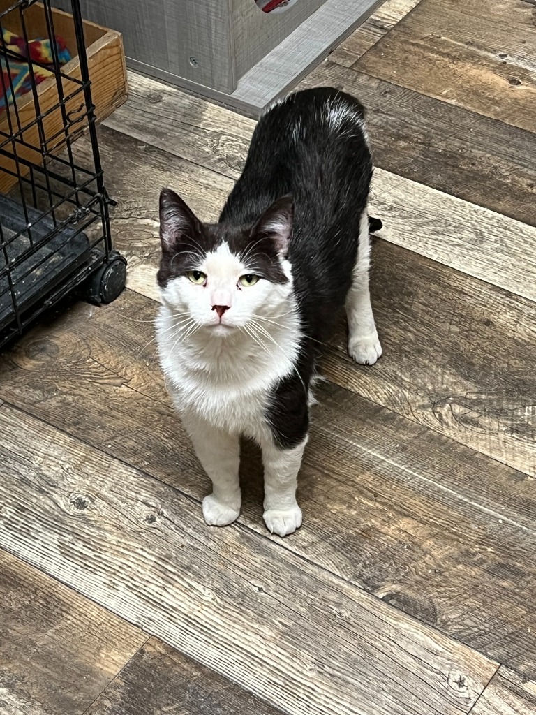 Jaxx, an adoptable Domestic Short Hair in Algona, IA, 50511 | Photo Image 1