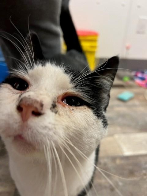 Jaxx, an adoptable Domestic Short Hair in Algona, IA, 50511 | Photo Image 3