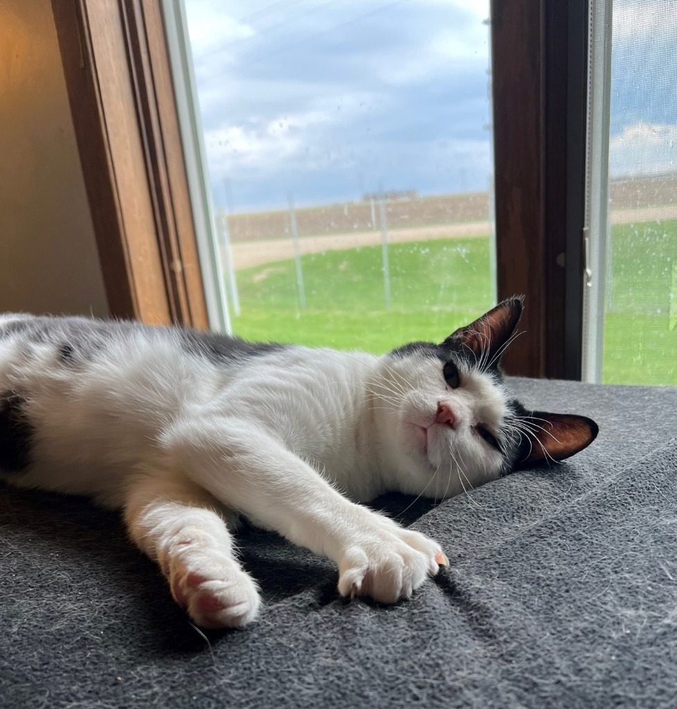 Jaxx, an adoptable Domestic Short Hair in Algona, IA, 50511 | Photo Image 3