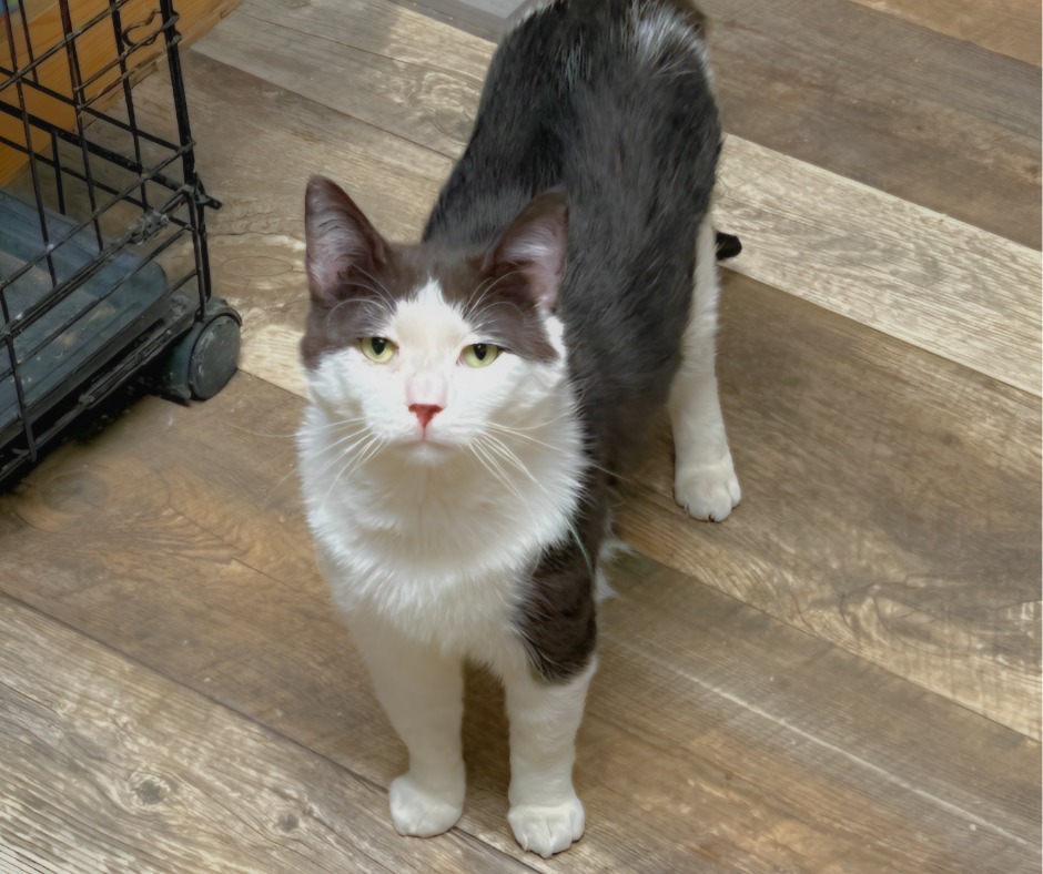 Jaxx, an adoptable Domestic Short Hair in Algona, IA, 50511 | Photo Image 5