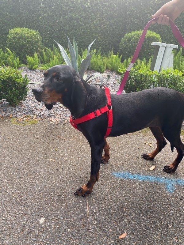 Winnie, an adoptable Black and Tan Coonhound in Waynesville, GA, 31566 | Photo Image 1
