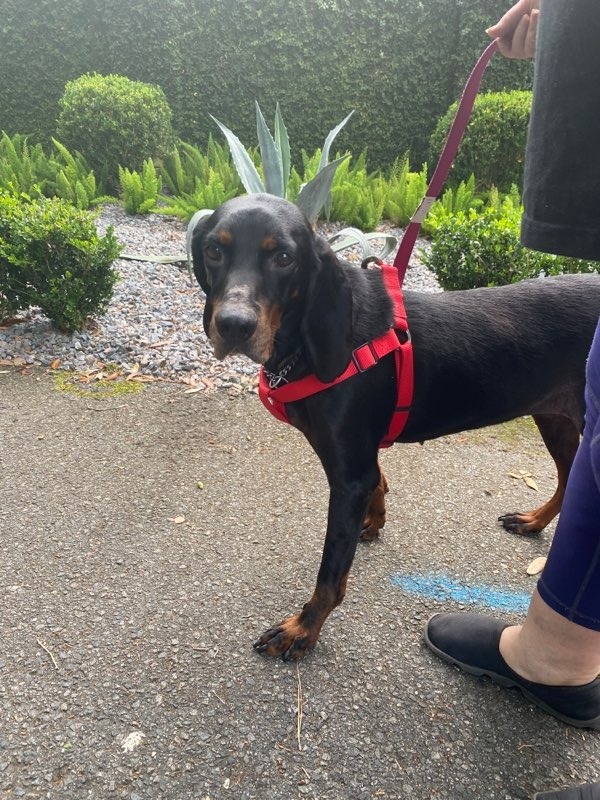 Winnie, an adoptable Black and Tan Coonhound in Waynesville, GA, 31566 | Photo Image 2
