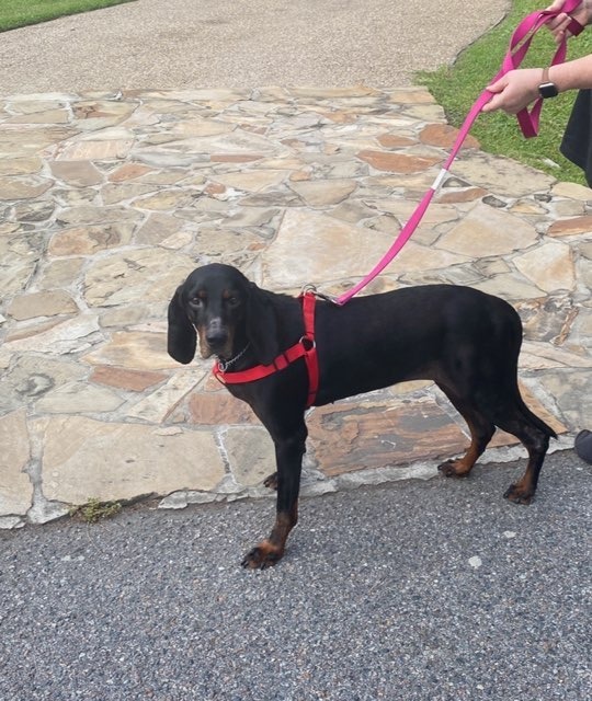 Winnie, an adoptable Black and Tan Coonhound in Waynesville, GA, 31566 | Photo Image 3