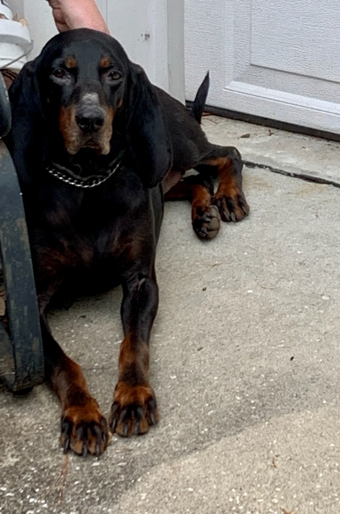 Winnie, an adoptable Black and Tan Coonhound in Waynesville, GA, 31566 | Photo Image 4