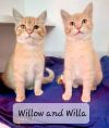 ~Willa & Willow~ Courtesy Posting
