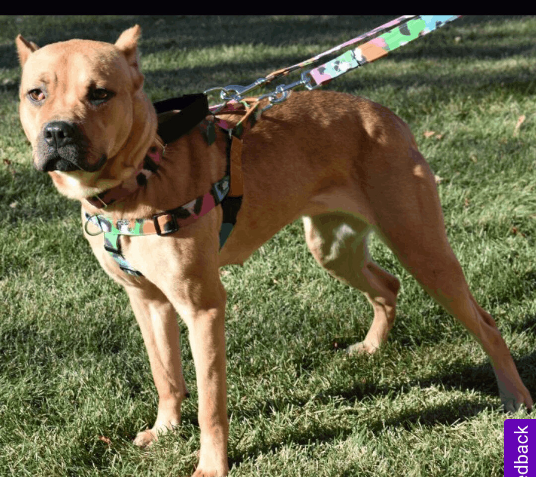Xena , an adoptable Cane Corso, American Staffordshire Terrier in West Saint Paul, MN, 55118 | Photo Image 5