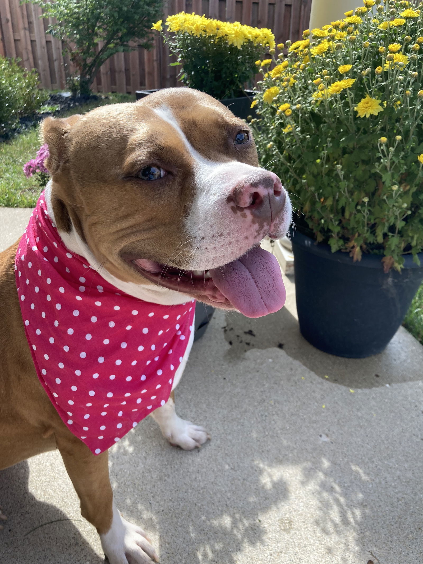 Sally, an adoptable American Staffordshire Terrier, American Bulldog in Elgin, IL, 60123 | Photo Image 3