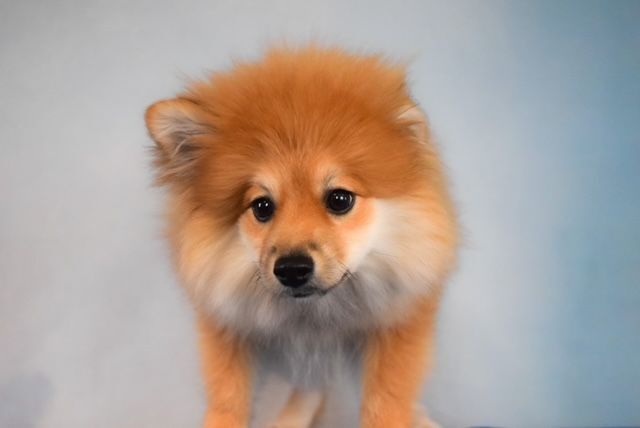 Merlot, an adopted Pomeranian in Decatur, IL_image-2
