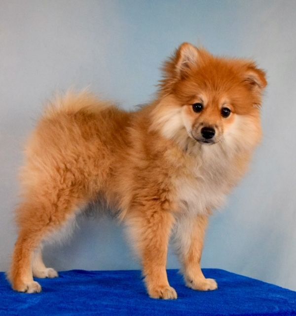 Merlot, an adopted Pomeranian in Decatur, IL_image-1