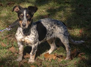 Puppy Maggie 