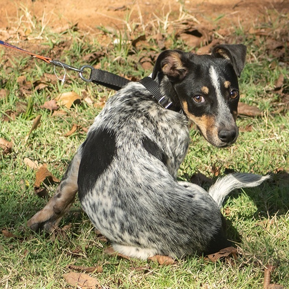 Puppy Maggie , an adopted Cattle Dog & Dachshund Mix in Norman, OK_image-3