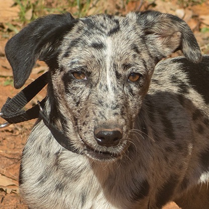 Puppy Marley, an adopted Cattle Dog & Dachshund Mix in Norman, OK_image-3
