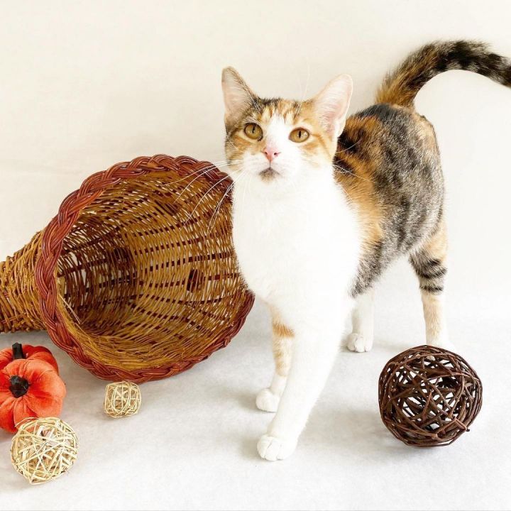 BREEZY, an adoptable Torbie & Calico Mix in Flint, TX_image-2