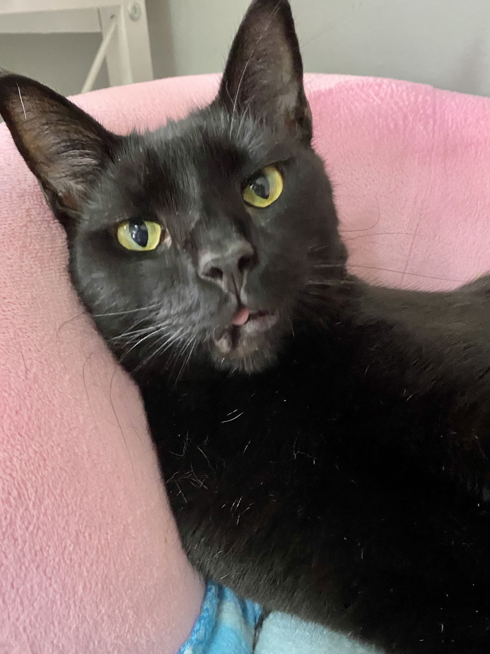 Vamp