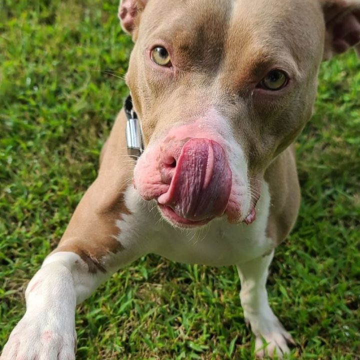 Roxy - $25 adoption fee 3