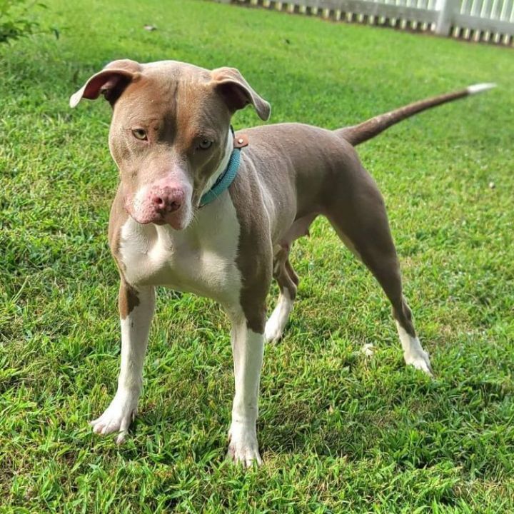 Roxy - $25 adoption fee, an adopted Pit Bull Terrier Mix in Waterloo, IA_image-4
