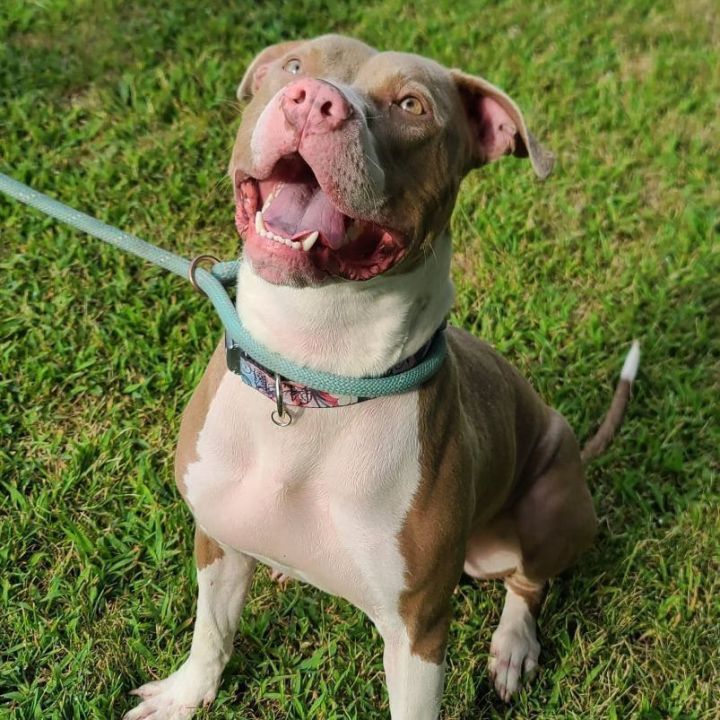 Roxy - $25 adoption fee, an adopted Pit Bull Terrier Mix in Waterloo, IA_image-6