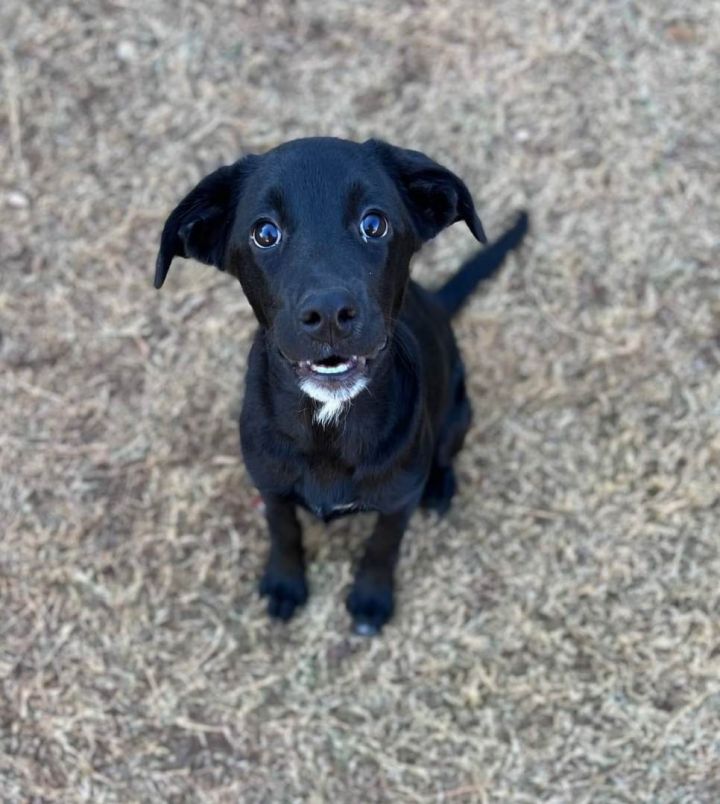 Willa, an adoptable Black Labrador Retriever Mix in Oklahoma City, OK_image-1