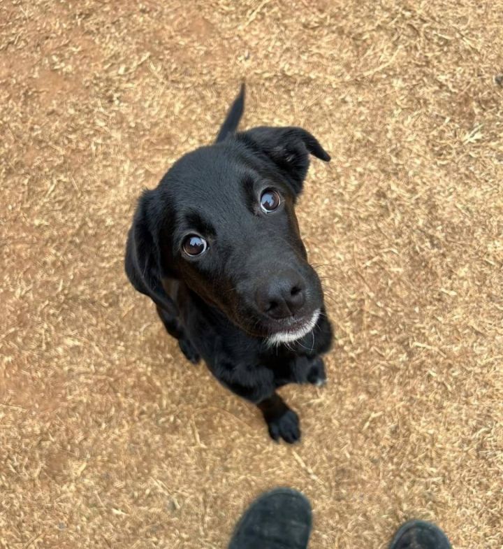 Willa, an adoptable Black Labrador Retriever Mix in Oklahoma City, OK_image-2