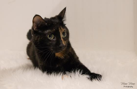 ROBERTA, an adoptable Domestic Short Hair in Saskatoon, SK, S7K 3S9 | Photo Image 1