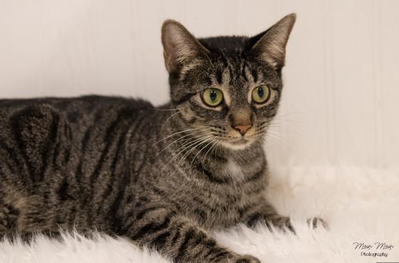 ADINA, an adoptable Domestic Short Hair in Saskatoon, SK, S7K 3S9 | Photo Image 1