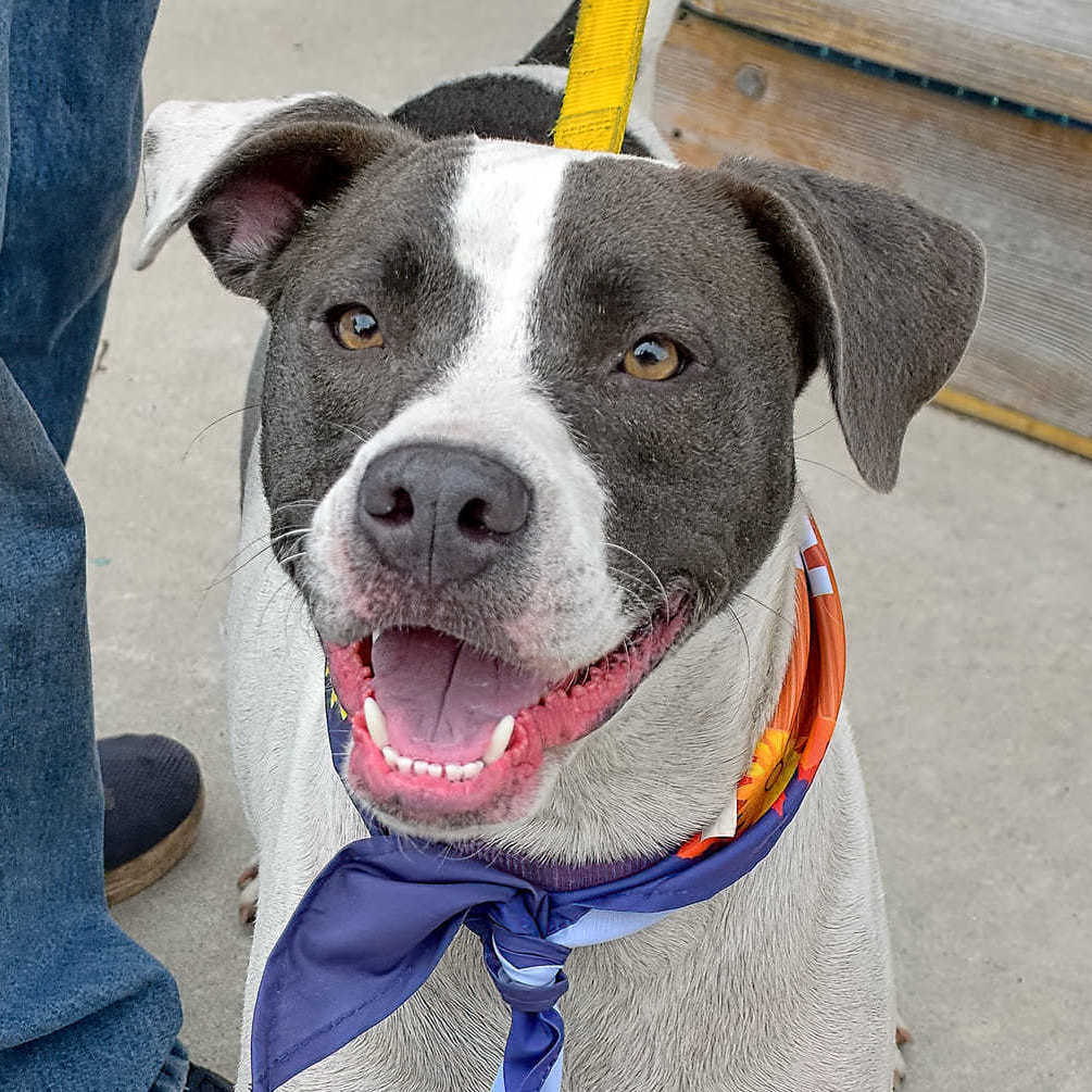 IZZY, an adoptable Labrador Retriever, Mixed Breed in Brunswick, GA, 31525 | Photo Image 1